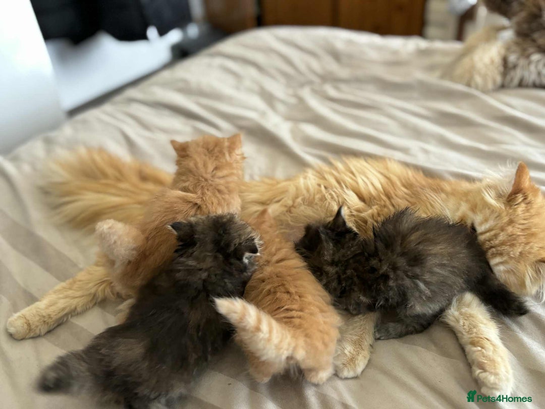 Persian cats for sale: Persian x ragdoll - Image 7