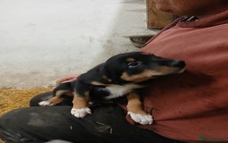 Border Collie dogs for sale: Sheepdog puppies - Image 1