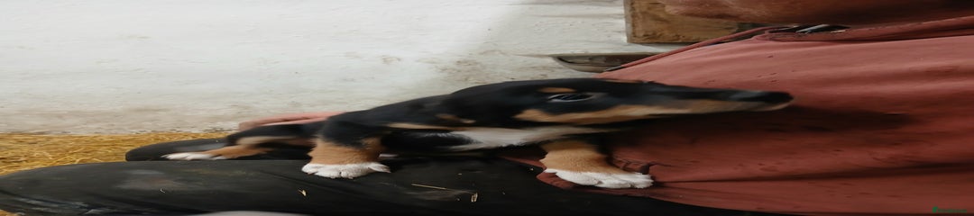 Border Collie Puppy 6