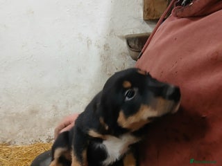 Border Collie dogs for sale - Advert 1