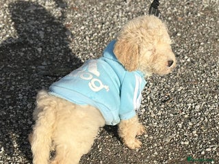 Mixed Breed dogs F1B SAINTBERNADOODLE FULL VET CHECKED ALL HEALTHY - Advert 5