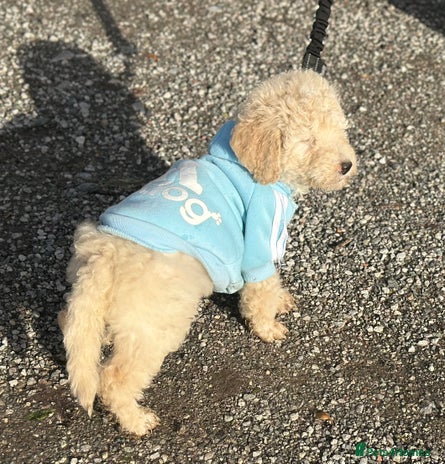 Mixed Breed dogs F1B SAINTBERNADOODLE FULL VET CHECKED ALL HEALTHY - Advert 8