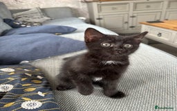 Mixed Breed cats for sale: *Kittens Ready For New Homes This Weekend!* - Image 8