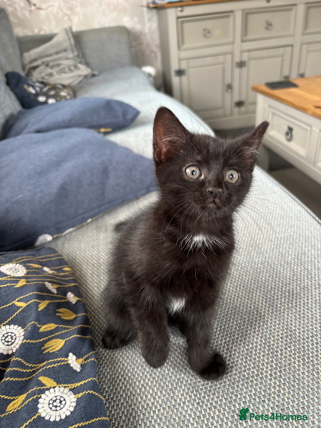 Mixed Breed cats for sale: *Kittens Ready For New Homes This Weekend!* - Image 8
