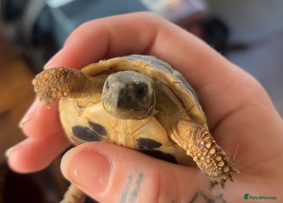 Hermann Tortoise reptiles for sale: Gorgeous Bosnian Hermann Tortoise with Cage Setup  in Lewes - Advert 1