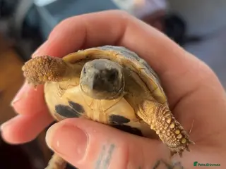 Hermann Tortoise reptiles Gorgeous Bosnian Hermann Tortoise with Cage Setup - Advert 2