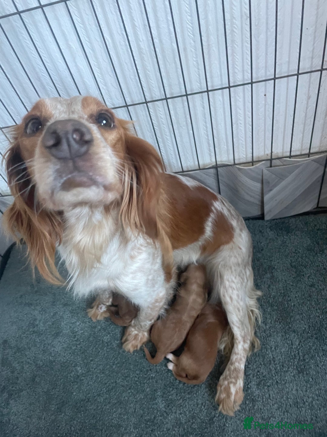 Cockapoo dogs for sale: 🌸Extensively health tested F1 Cockapoo’s🌸 - Image 10