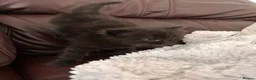 Mixed Breed cats for sale: 4 beautiful kittens  - Advert 11