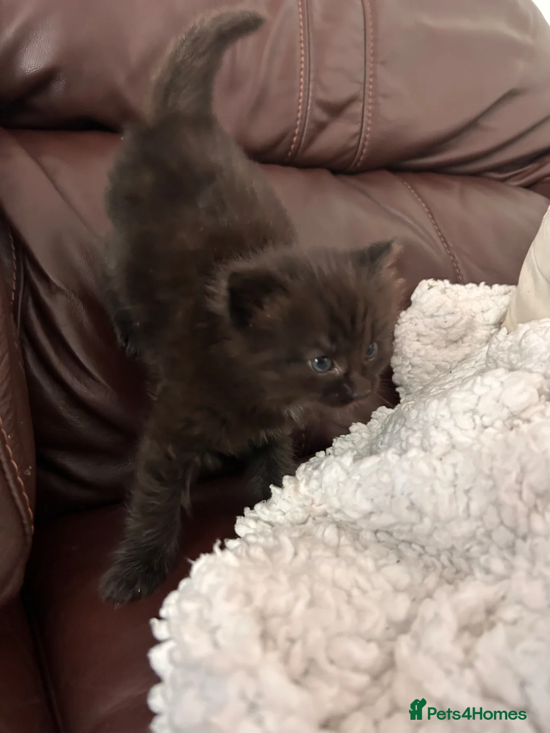 Mixed Breed cats for sale: 4 beautiful kittens  - Advert 11