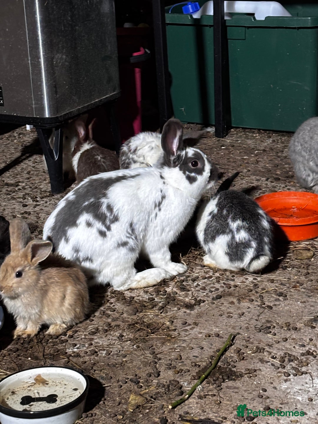 Mixed Breed rabbits for sale: Rabbits 🐇  - Advert 7