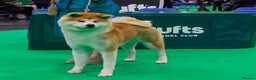 Japanese Akita Inu dogs for sale: Red Japanese Akita Inu female puppy. - Advert 5