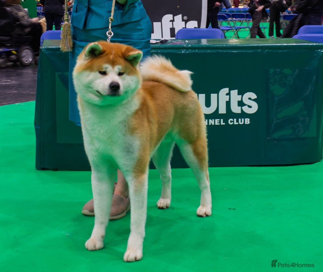 Japanese Akita Inu dogs for sale: Red Japanese Akita Inu female puppy. - Advert 5