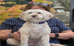 Cockapoo dogs for adoption: Sensitive Lilly looking for her forever home - Image 1