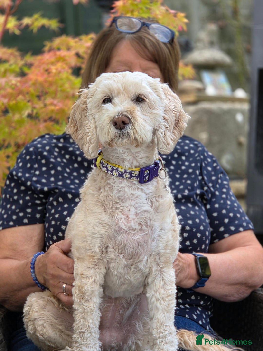Cockapoo dogs for adoption: Sensitive Lilly looking for her forever home - Image 1