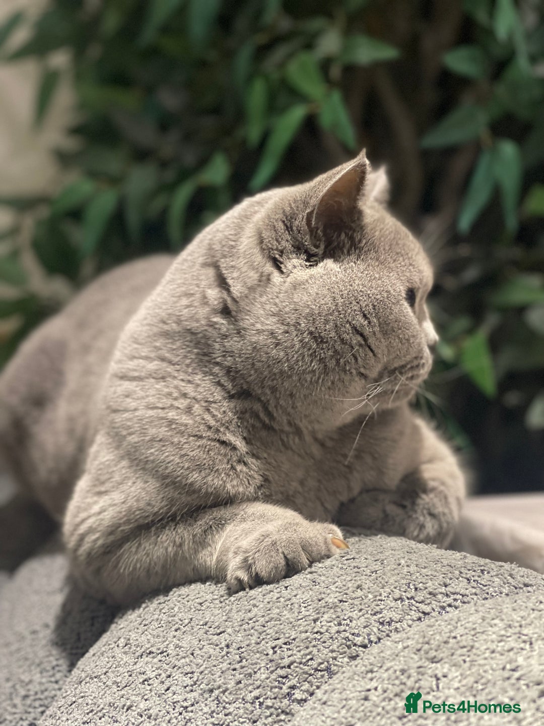 British Shorthair cats for stud: STUNNING GCCF REGISTERED PROVEN STUD - Advert 12