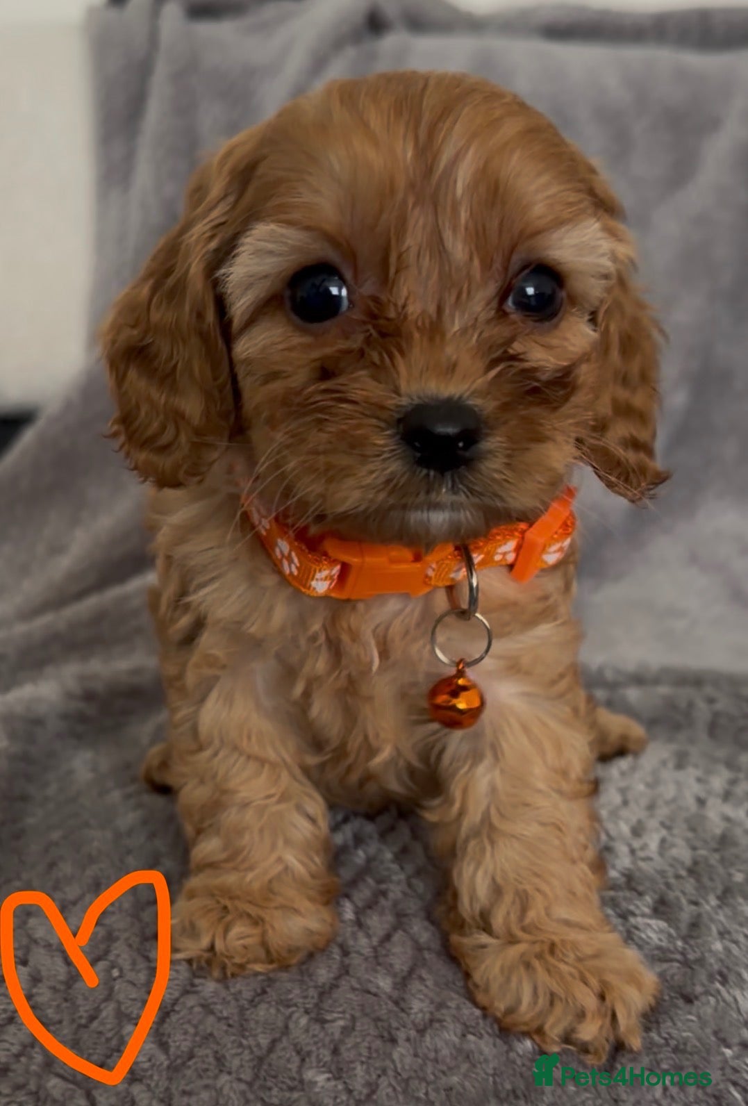 Cavapoo dogs F1 Cavapoo puppies. Boys and Girls available  - Advert 1