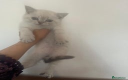 British Shorthair cats for sale: British Shorthair Colourpoint Kittens LAST GIRL - Image 1