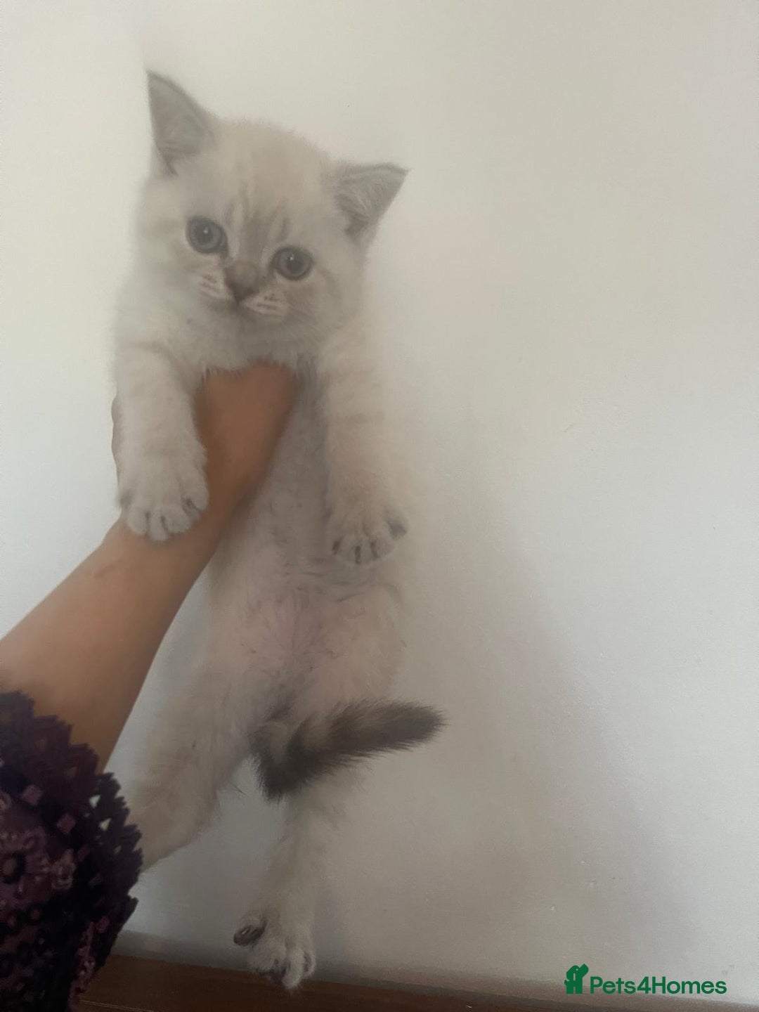 British Shorthair cats for sale: British Shorthair Colourpoint Kittens LAST GIRL - Image 1