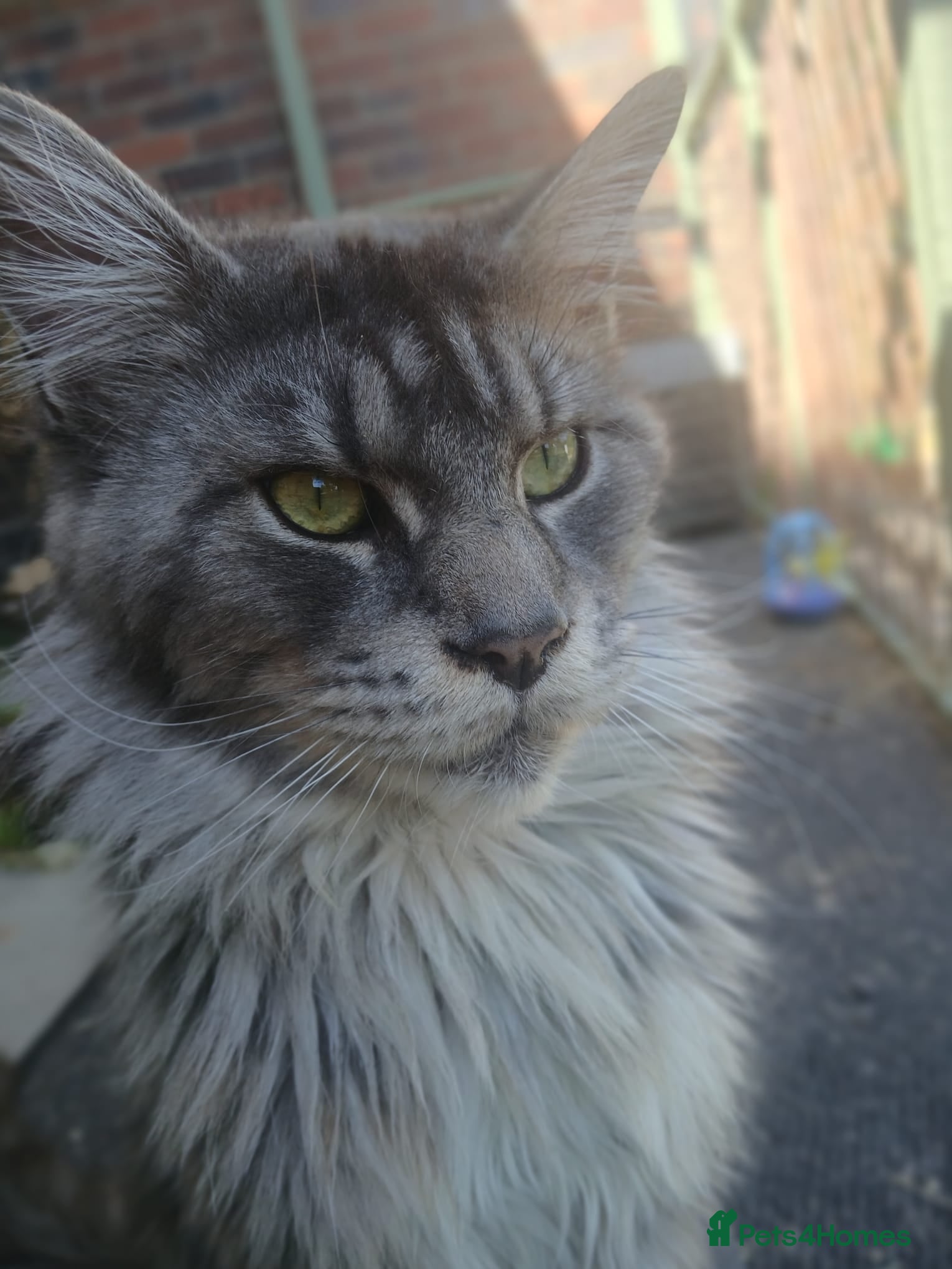 Maine Coon cats Male maincoon  - Advert 6