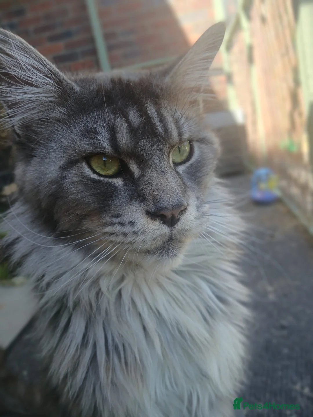 Maine Coon cats for sale: Male maincoon  - Advert 1