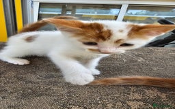 Mixed Breed cats for sale: Beautiful kittens for sale - Image 6