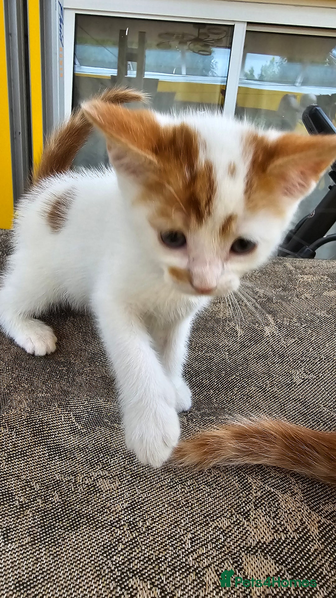 Mixed Breed cats for sale: Beautiful kittens for sale - Image 6