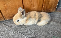 Mini Lop rabbits for sale: Mini lop  - Image 6