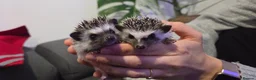 Pygmy Hedgehog rodents for sale: Two females African pigmy hedgehog  - Advert 2
