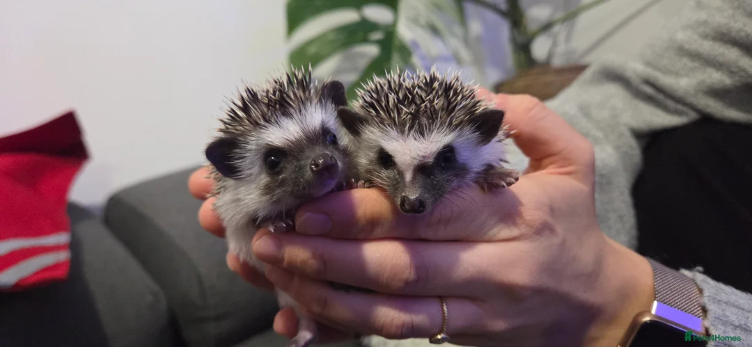 Pygmy Hedgehog rodents for sale: Two females African pigmy hedgehog  - Advert 2