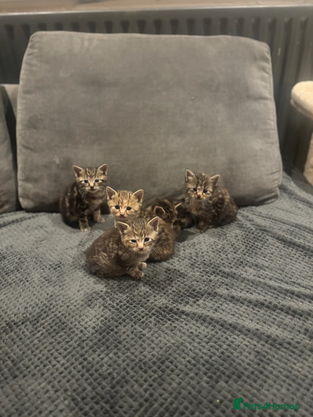 Mixed Breed cats for sale: Kittens in Stevenage - Advert 2