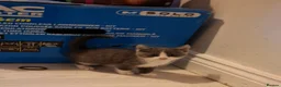 Mixed Breed cats for sale: Mixed kitten looking for its forever home in Calne - Advert 1