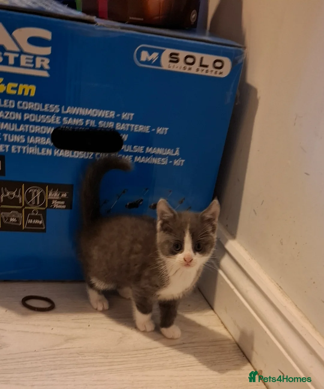 Mixed Breed cats for sale: Mixed kitten looking for its forever home in Calne - Advert 1