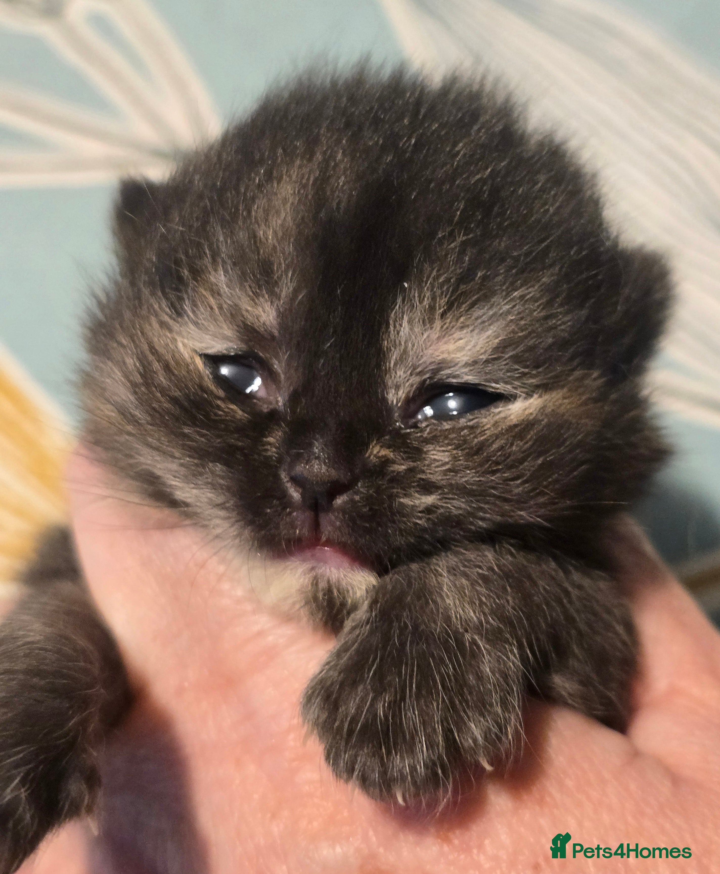 British Shorthair cats ONE GIRL LEFT TICA REGISTERED BRITISH SHORTHAIR - Advert 1