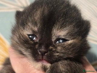 British Shorthair cats ONE GIRL LEFT TICA REGISTERED BRITISH SHORTHAIR - Advert 7