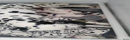 Dalmatian dogs for sale: KC Show Quality Rare LUA Dalmatian Puppies - Advert 5
