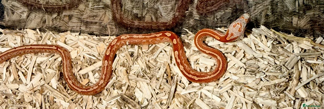 Corn Snake reptiles for sale: Baby cornsnakes  in Paignton - Advert 12