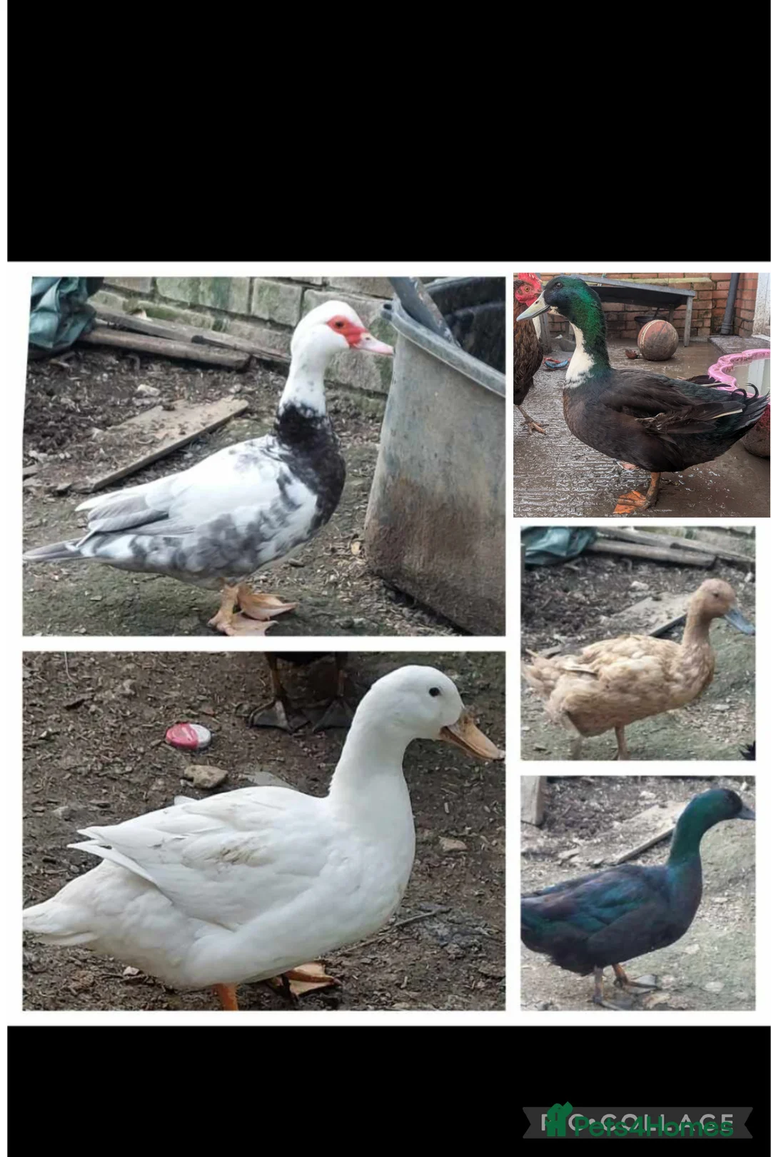 Ducks poultry for sale: 5 ducks to re-home  - Advert 1