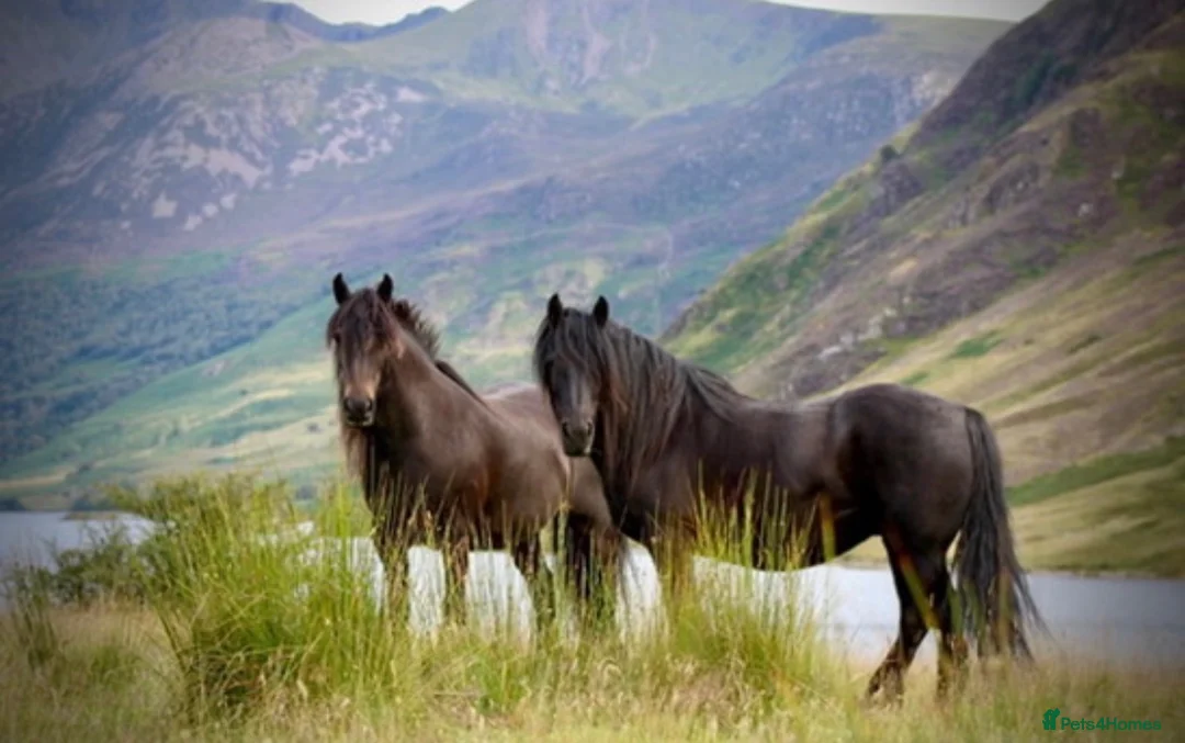 Fell horses for sale: Pair of Fell Pony Mares - Advert 1