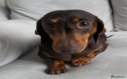 Miniature Dachshund dogs for sale: Beautiful lulu miniature dachshund  - Image 5