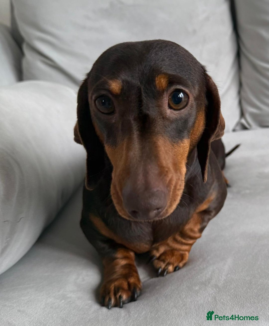 Miniature Dachshund dogs for sale: Beautiful lulu miniature dachshund  - Image 5