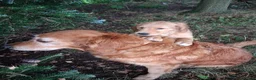 Golden Retriever dogs for sale: Golden retriever 2 GIRLS LEFT - Advert 5