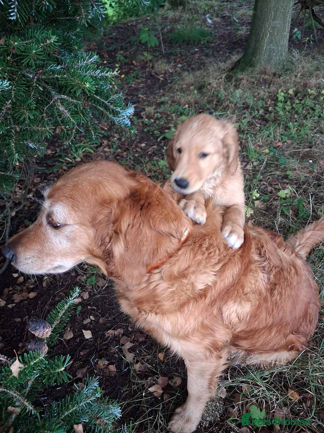 Golden Retriever dogs for sale: Golden retriever 2 GIRLS LEFT - Advert 5