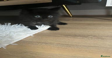 Mixed Breed cats - Advert 14