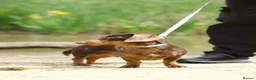 Miniature Dachshund dogs for sale: Miniature dachshund  - Advert 3