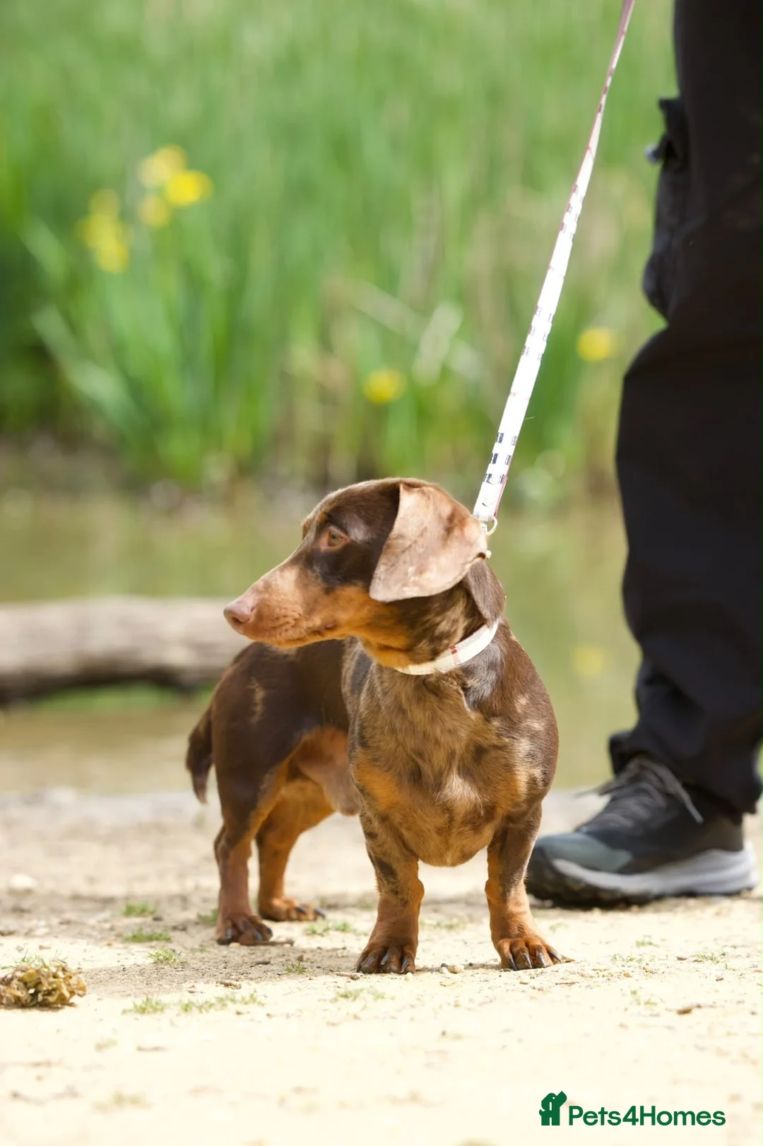 Miniature Dachshund dogs for sale: Miniature dachshund  - Advert 3