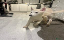 Siberian Husky dogs for sale: Last Male Pure White Siberian Husky  - Image 5