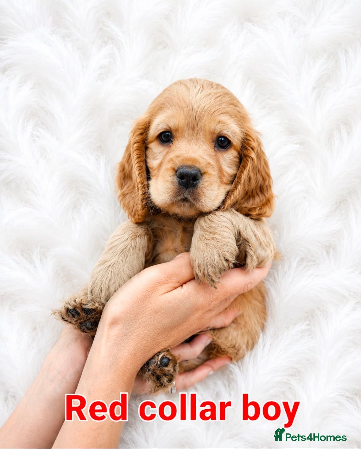 Cocker Spaniel dogs SUPERB SHOW TYPE COCKER SPANIEL PUPPIES  - Advert 1