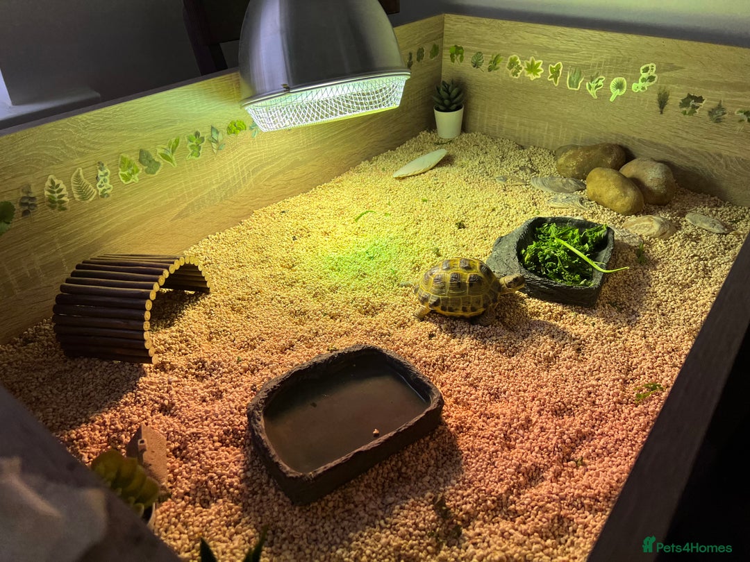 Tortoise reptiles for sale: Horsefield tortoise - Advert 13