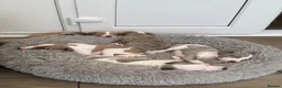 Whippet dogs for sale: KC Registered Whippet Puppies – Home Reared, - Advert 5