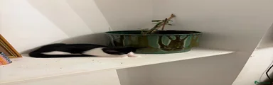 Gill